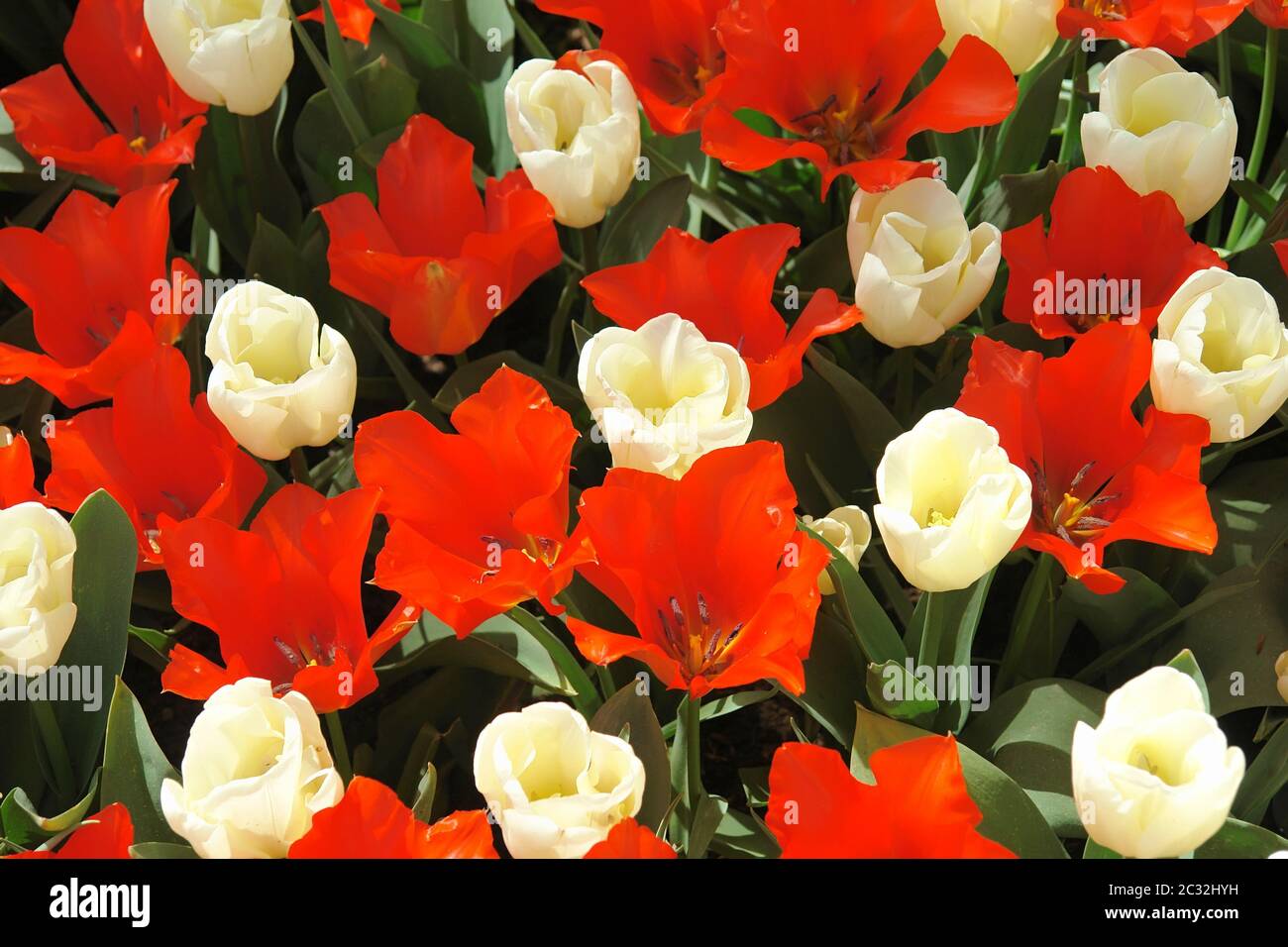 Tulipani rossi Foto Stock