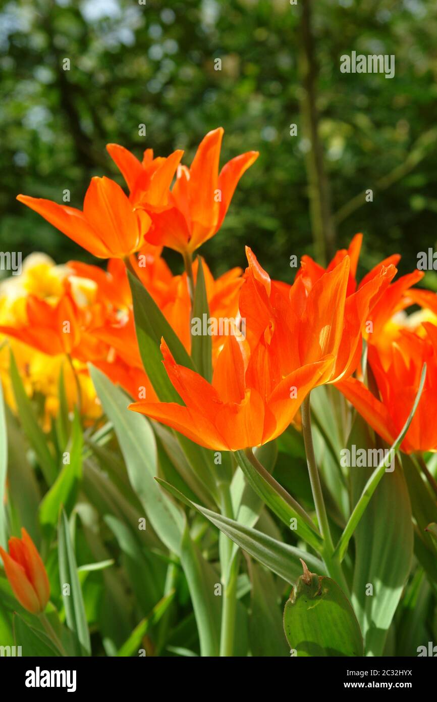 Tulipani rossi Foto Stock