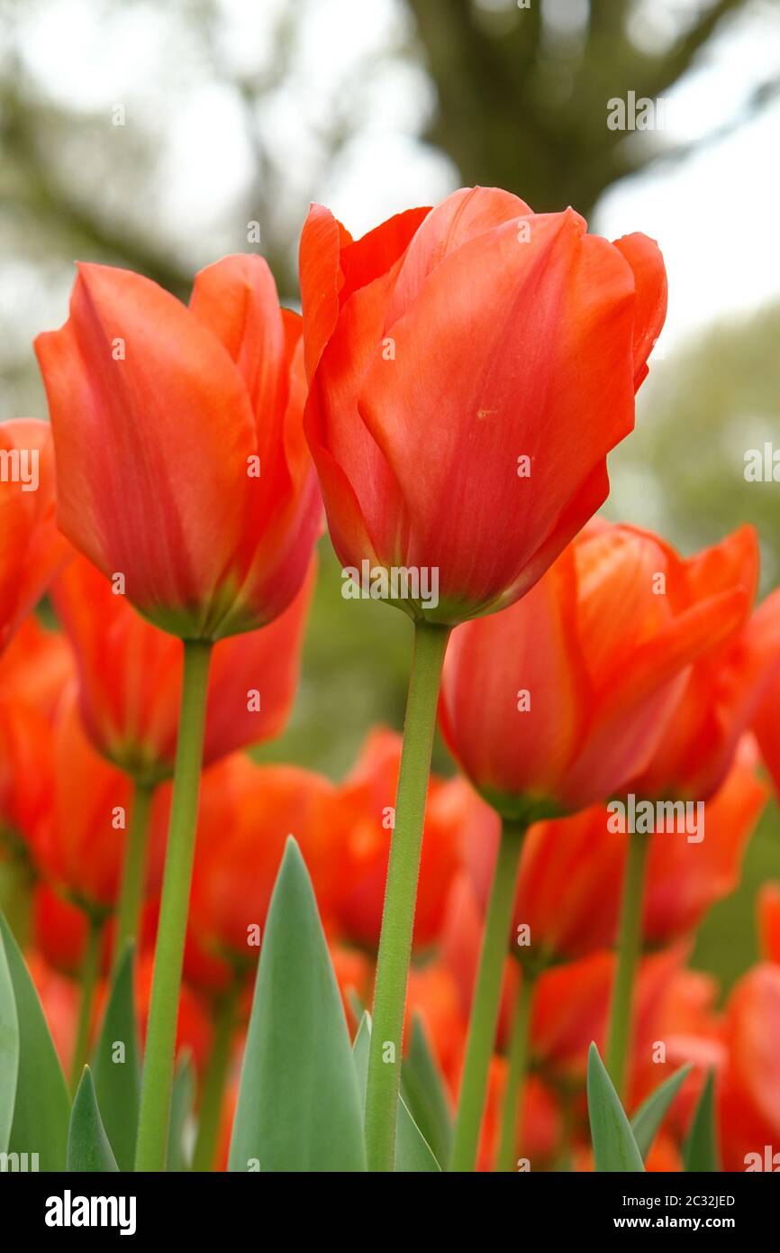 Tulipani rossi Foto Stock