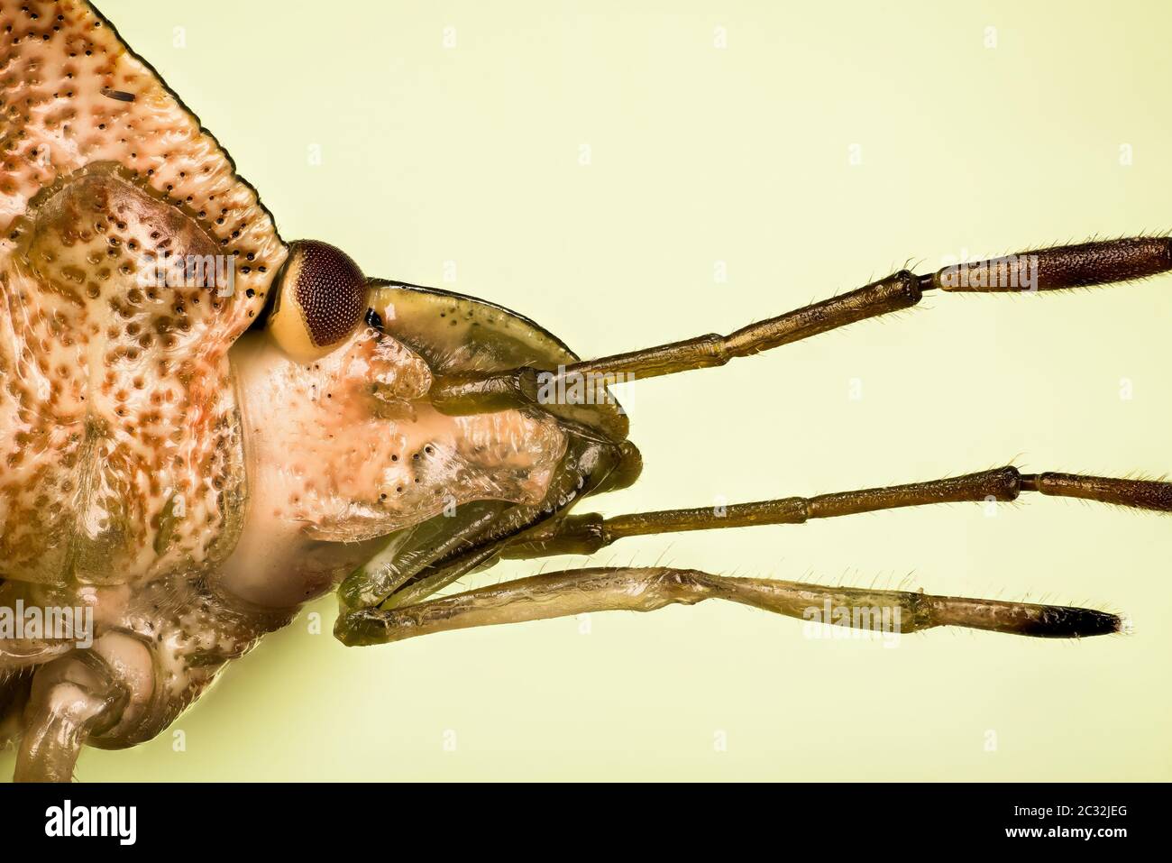Macro Focus Stacking ritratto di Green Shield Bug. Il suo nome latino è Palomena prasina. Foto Stock