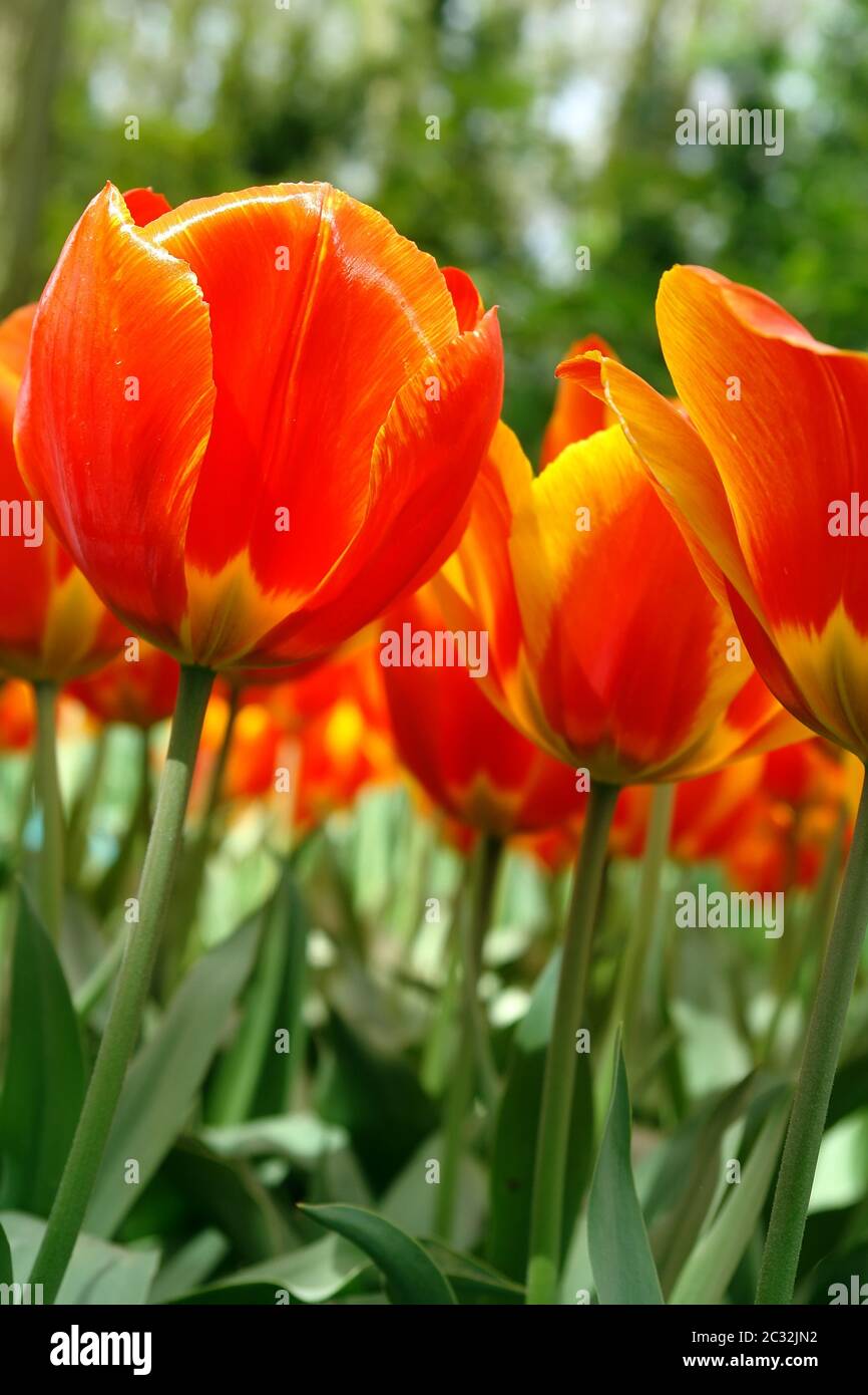 Tulipani rossi Foto Stock