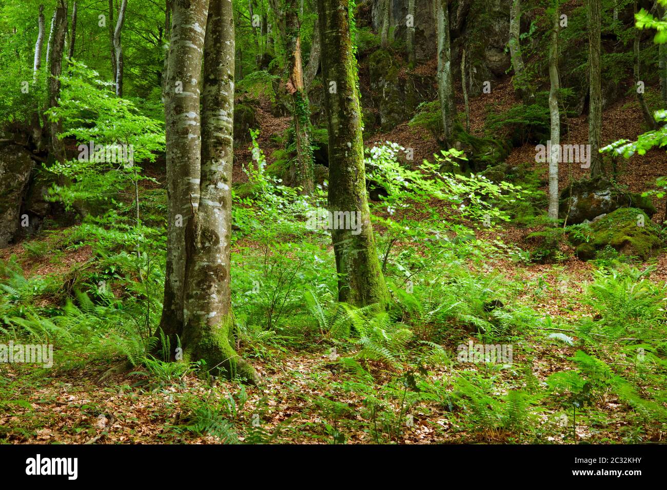 Verde foresta di montagna nei Pirenei Foto Stock