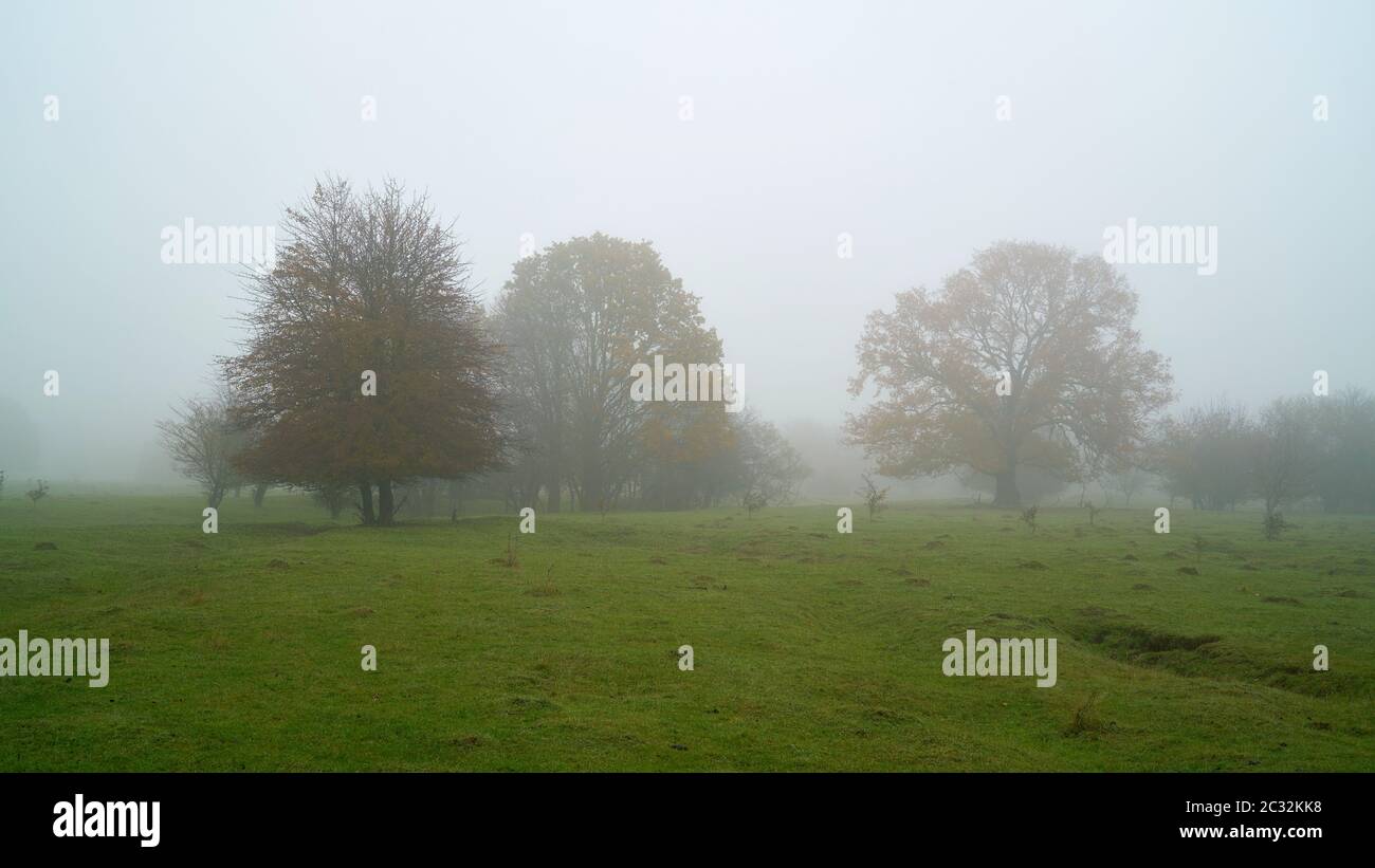 Alberi su un prato in Herrenkrugpark vicino a Magdeburgo in autunno nella nebbia Foto Stock