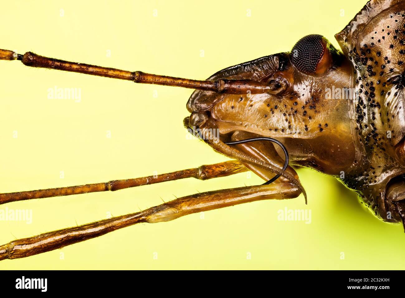 Immagine di impilamento del fuoco macro di Shieldbug con zampe rosse. Il suo nome latino è Pentatoma rufipes Foto Stock