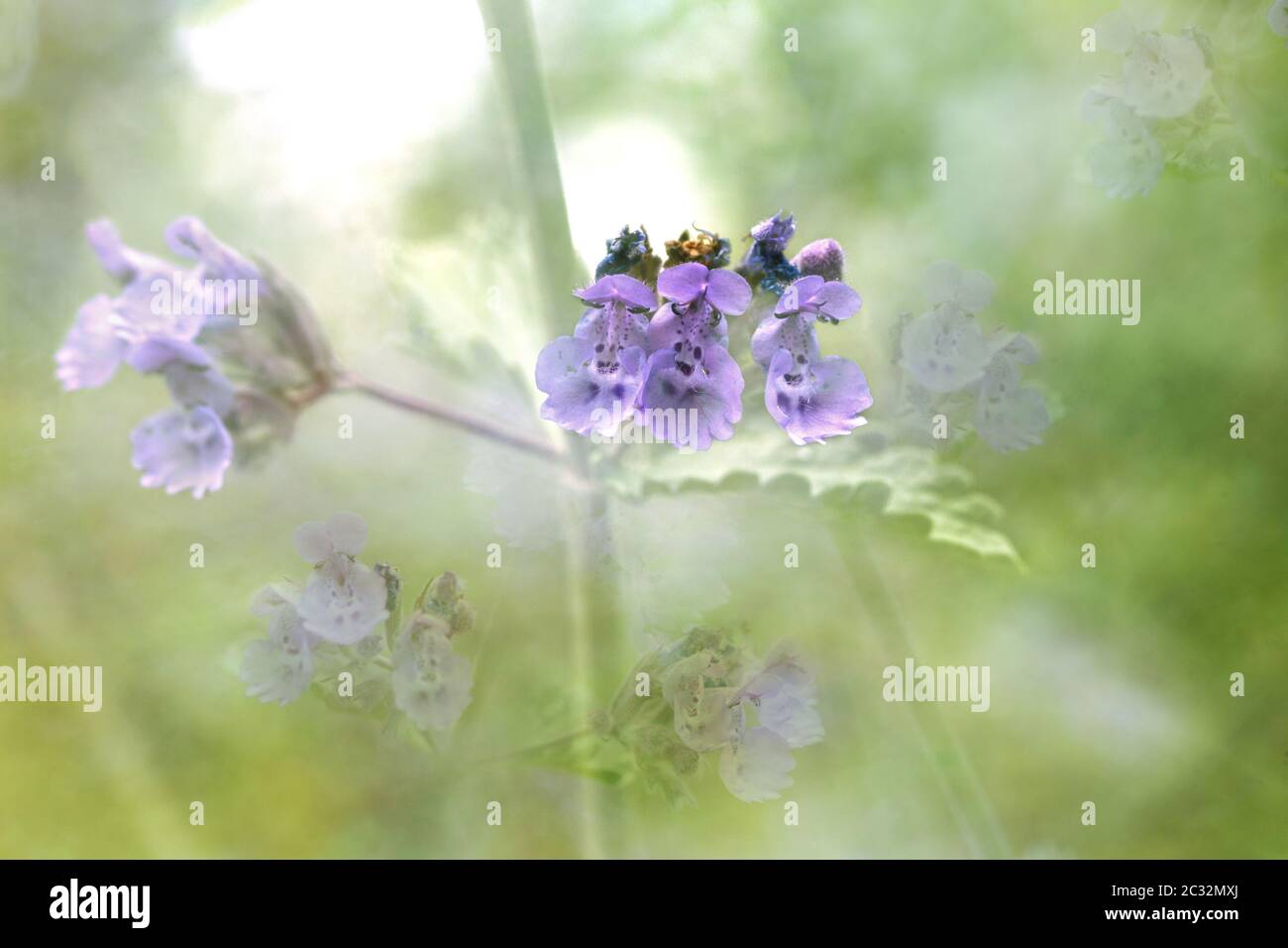 foto artistica composta da fiori e foglie di menta. Un mix sognante di piccoli fiori viola viola che si sbiadiscono l'uno nell'altro Foto Stock