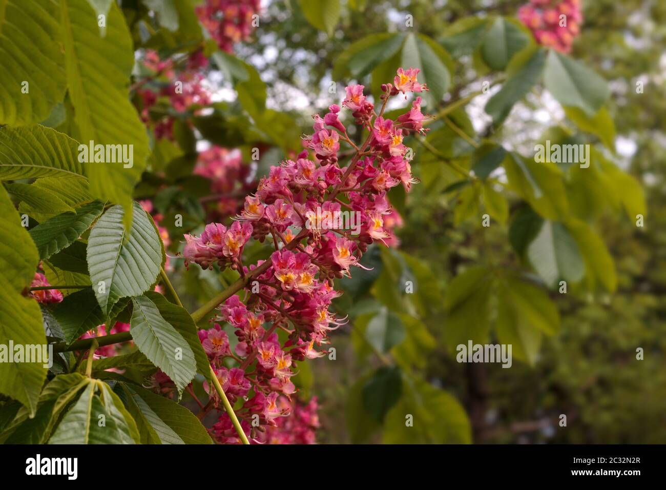 Fiori di arancio profondo della castagno di Cavallo o dell'albero di Conker in fiore Foto Stock