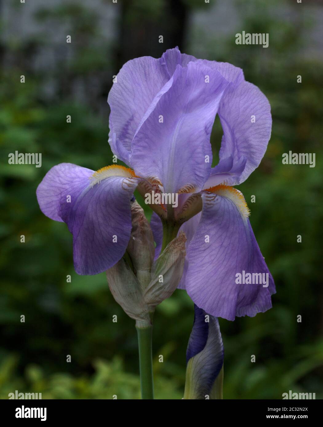 Un primo piano macro di un fiore viola chiaro Iris in piena fioritura Foto Stock