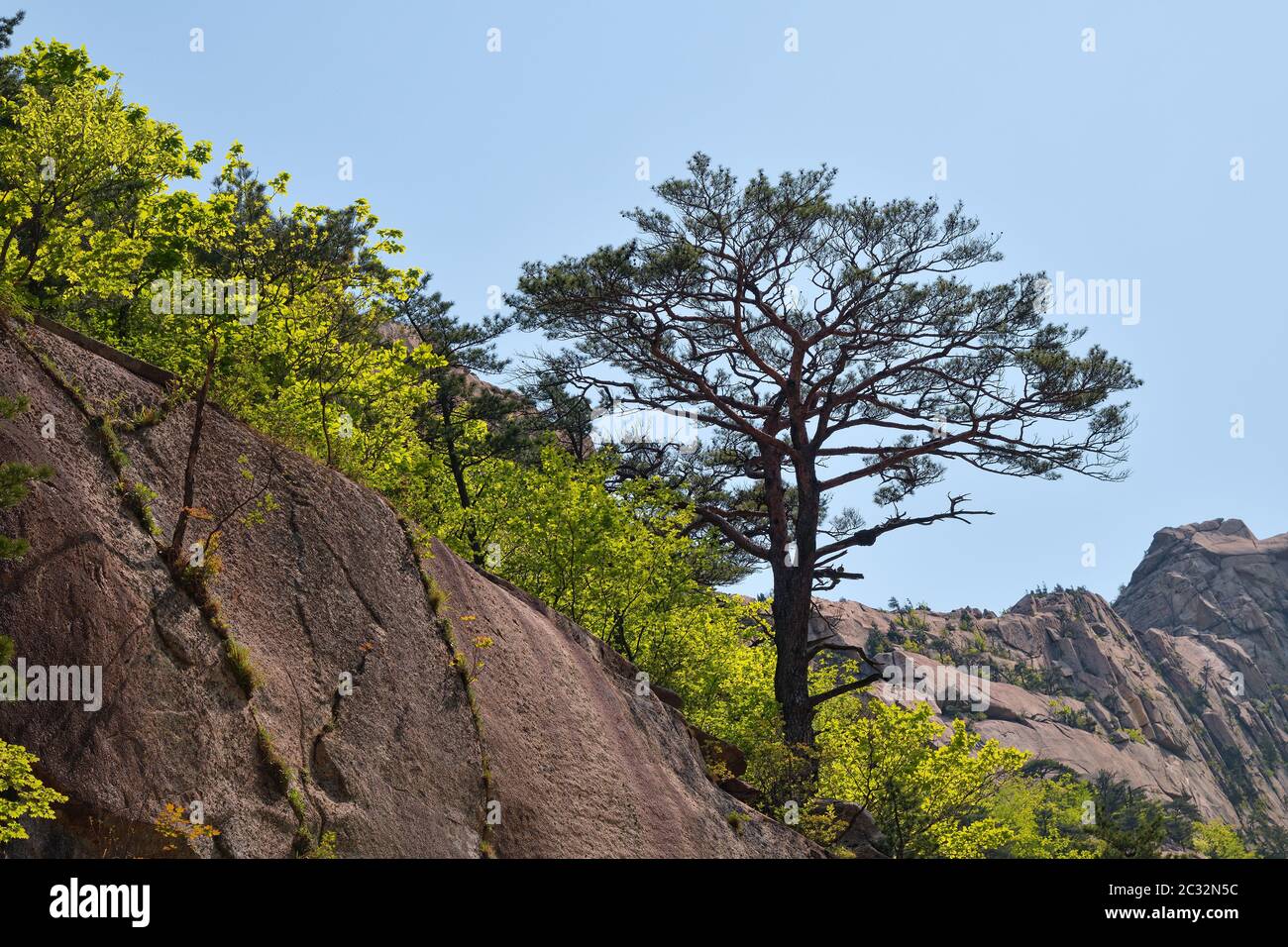 Montagne di diamante. DPRK. Percorso di trekking del Monte Kumgang. Pino rosso coreano sulle rocce Foto Stock