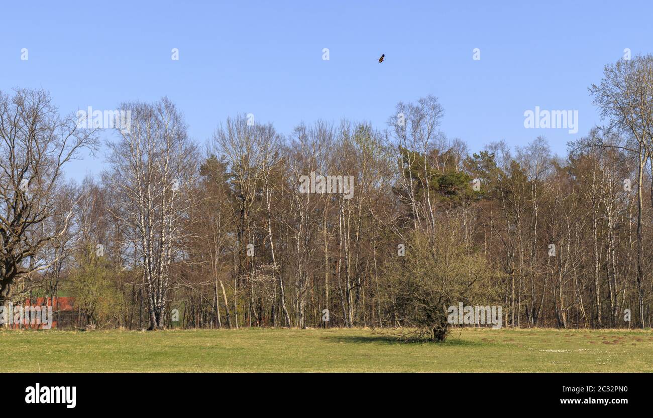 Schopflocher Moor, Landscape, Alb sveva, Germania meridionale Primavera, aprile Foto Stock