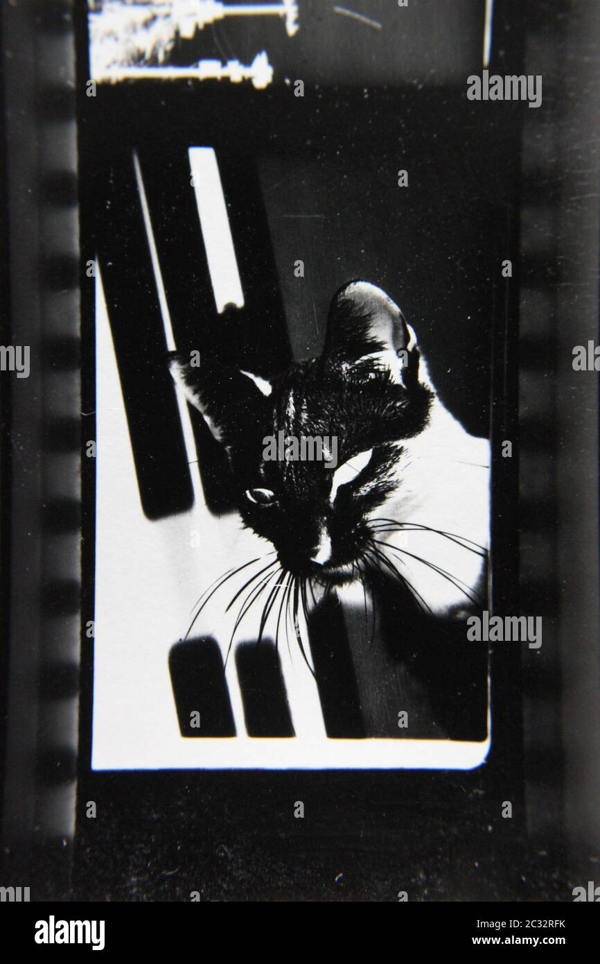 Fine anni '70 vintage contatto stampa in bianco e nero fotografia estrema di un gatto casa spettrale che cammina intorno con gli occhi incandescenti. Foto Stock