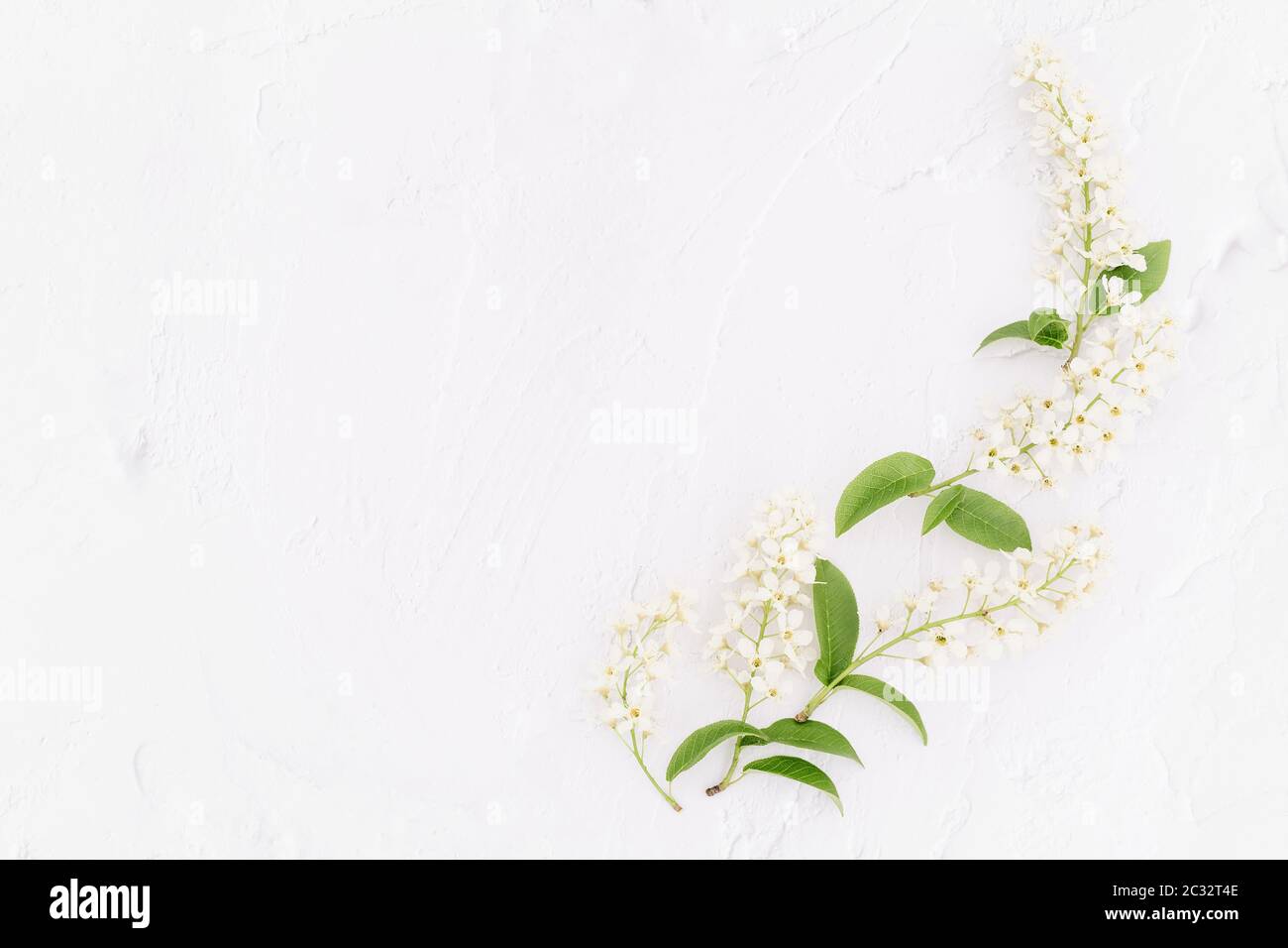 Composizione floreale di fiori bianchi su sfondo bianco. Sfondo retrò. Spazio di copia. Stile di posa piatto. Foto Stock