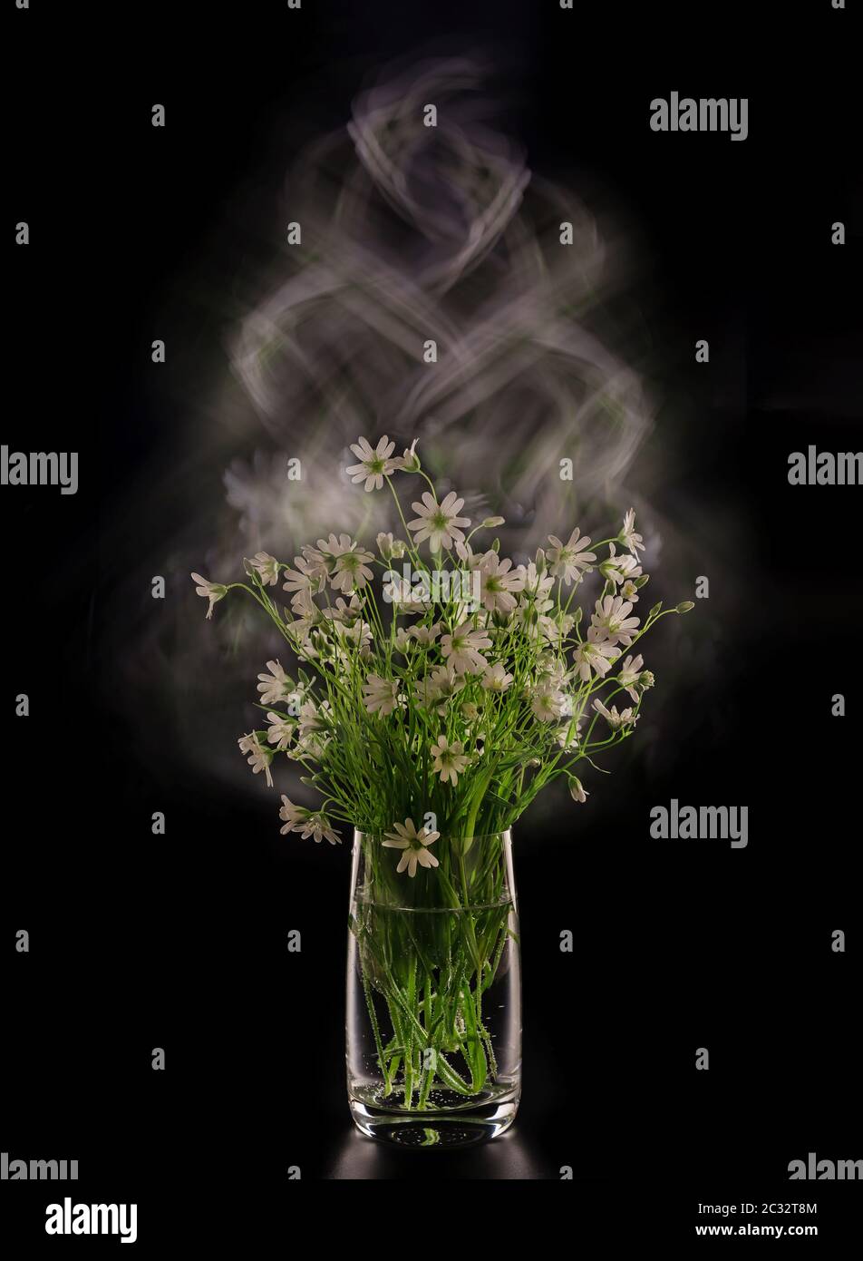 Bel bouquet piccolo di fiori bianchi selvatici in vaso di vetro su sfondo nero isolato. Spazio per il testo. Foto Stock