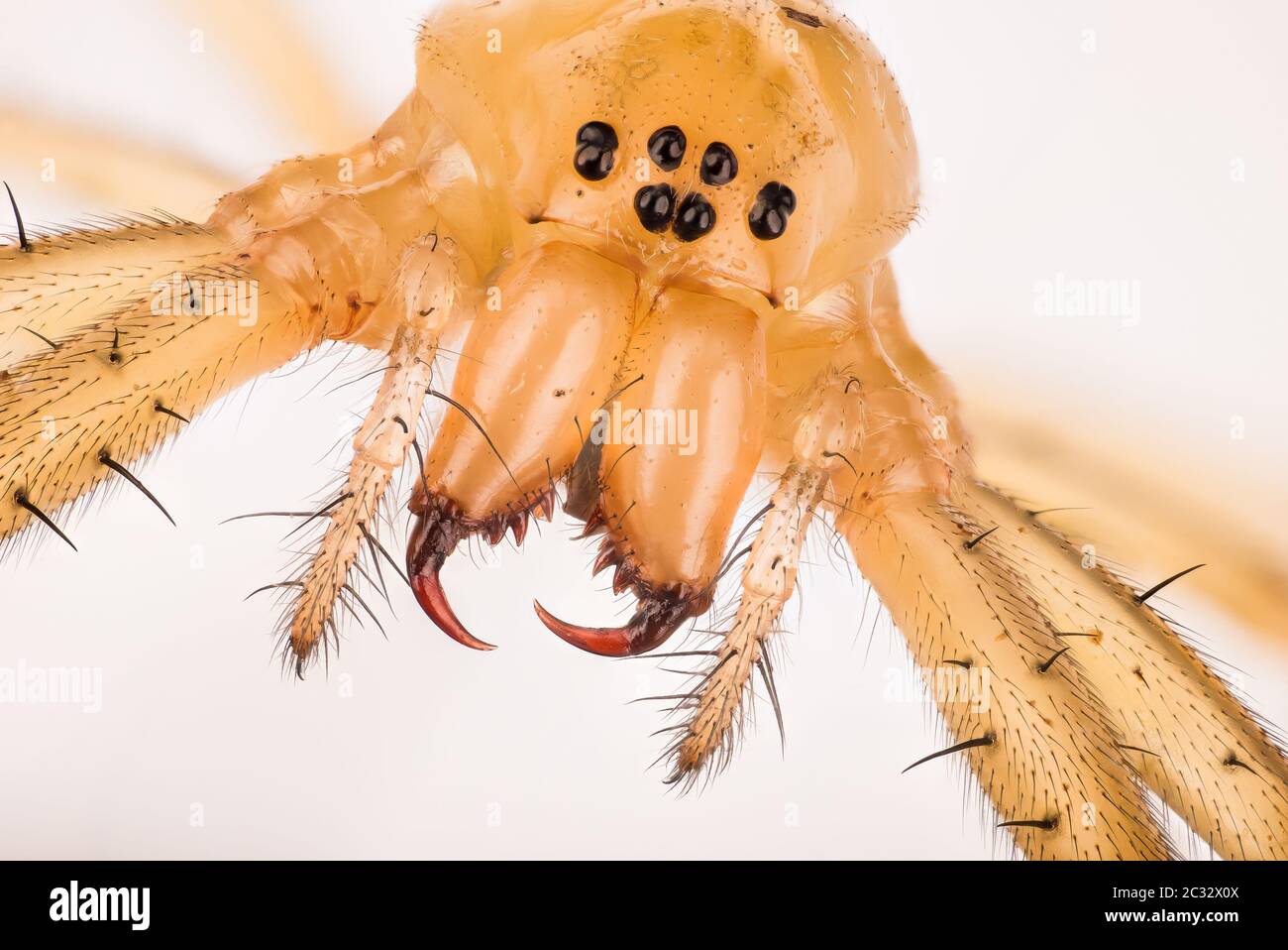 Macro Focus Stacking ritratto di Ammock-Weaver comune Spider. Il suo nome latino è Linyphia triangularis. Foto Stock