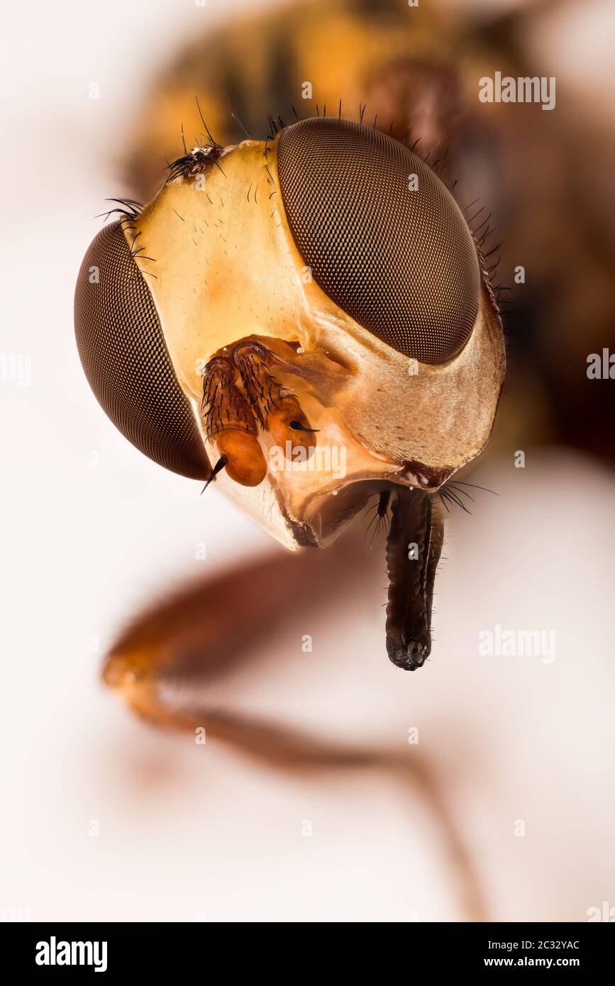 Messa a fuoco impilamento Ritratto di Ferruspinous Bee-grabber. Il suo nome latino è Sicus ferrugineus. Foto Stock