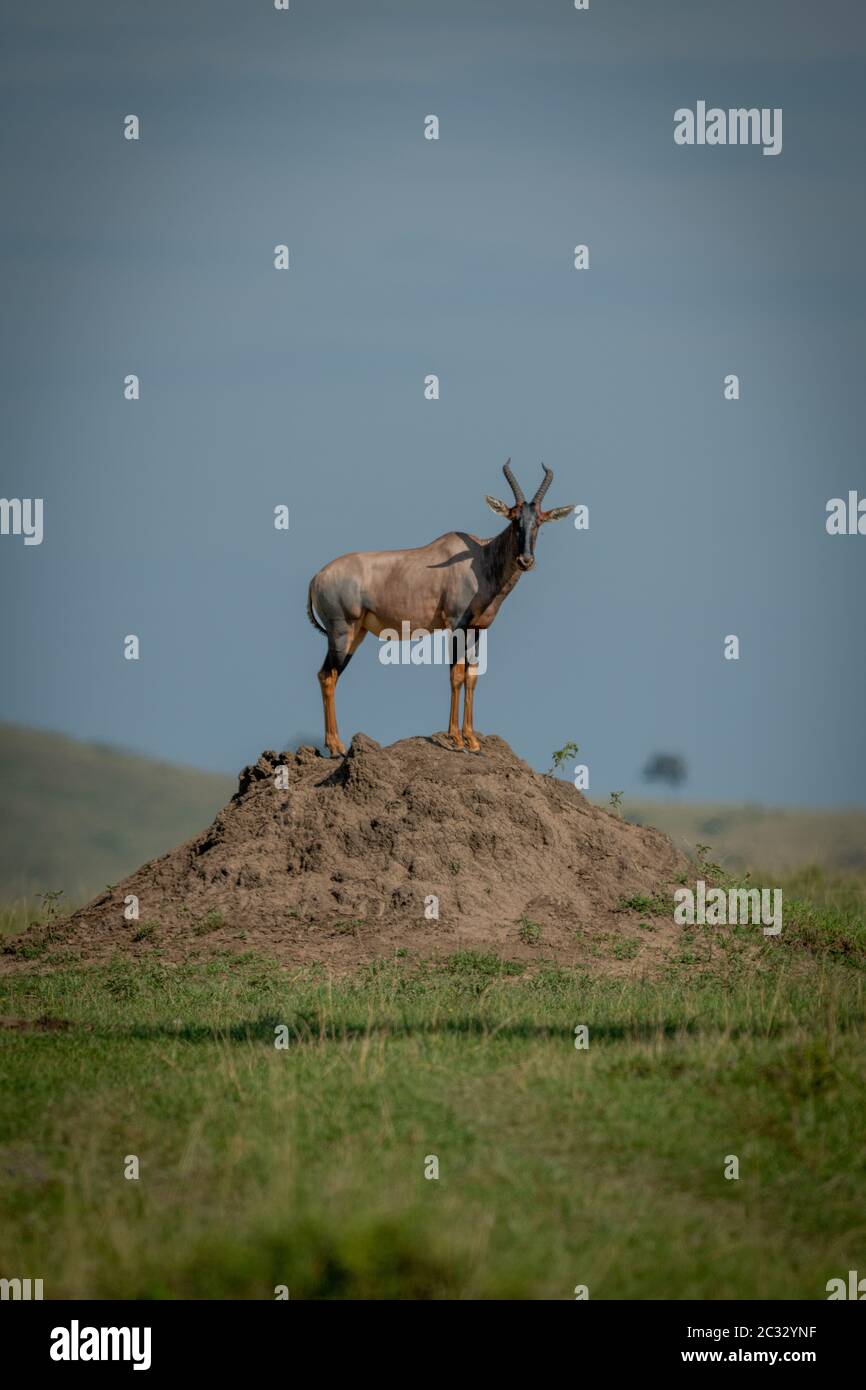 Tpi maschio su termite mound watching camera Foto Stock