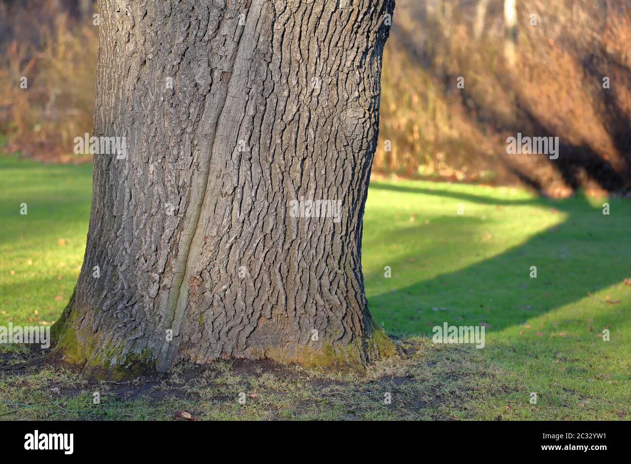 La consistenza della corteccia di un albero di quercia Foto Stock