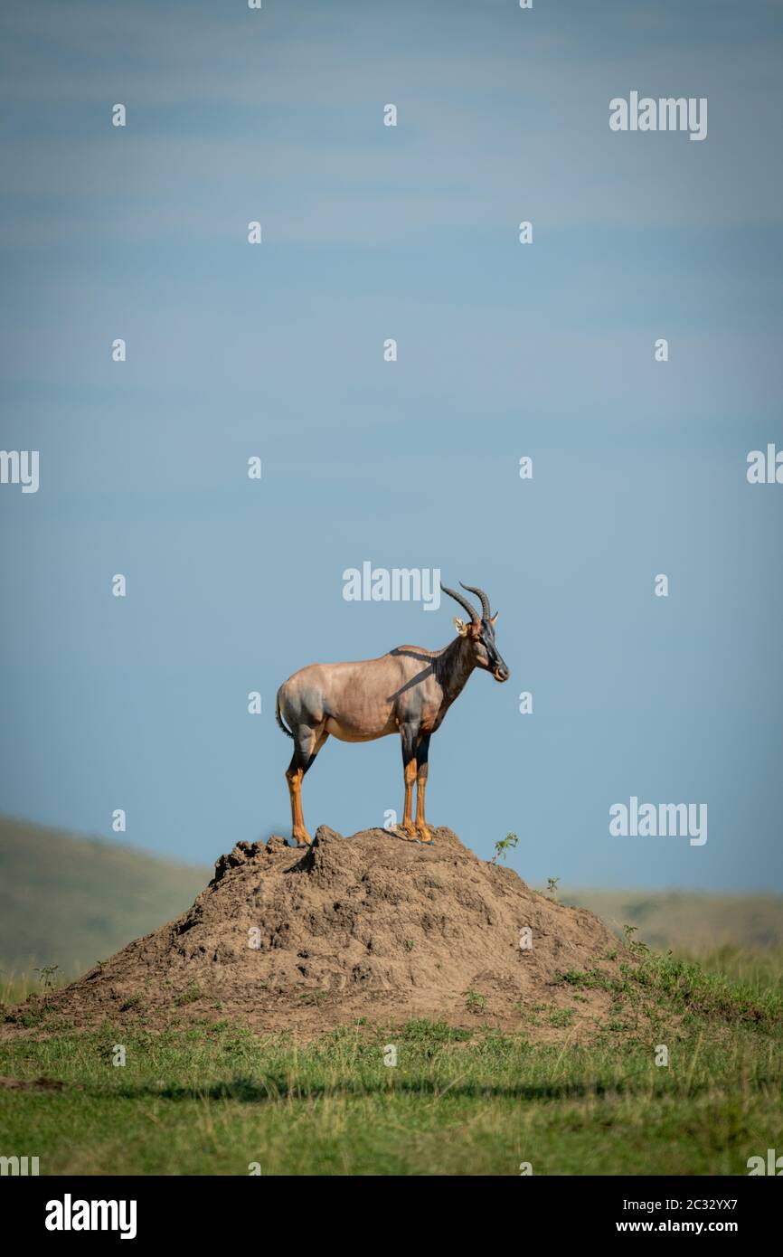 Topi maschi su tumulo di termite nel profilo Foto Stock