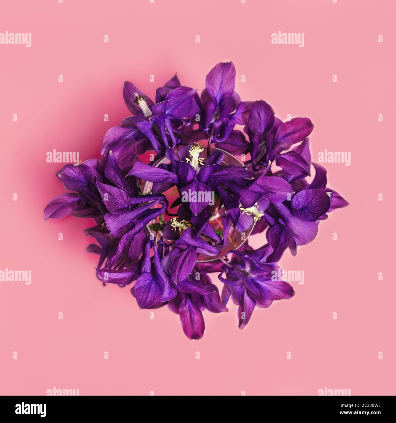 Immagine astratta trendy di fiori viola bouquet in stile piatto su sfondo rosa per la decorazione di design. Ritaglio quadrato. Foto Stock