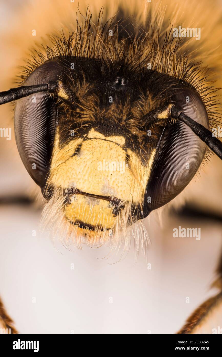 Macro Focus Stacking ritratto di Hoverfly Foto Stock