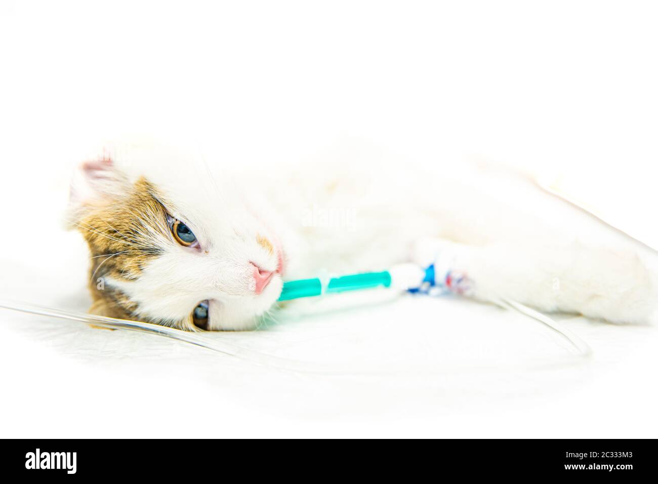 gatto sul tavolo chirurgico durante la castrazione in clinica veterinaria. Foto Stock