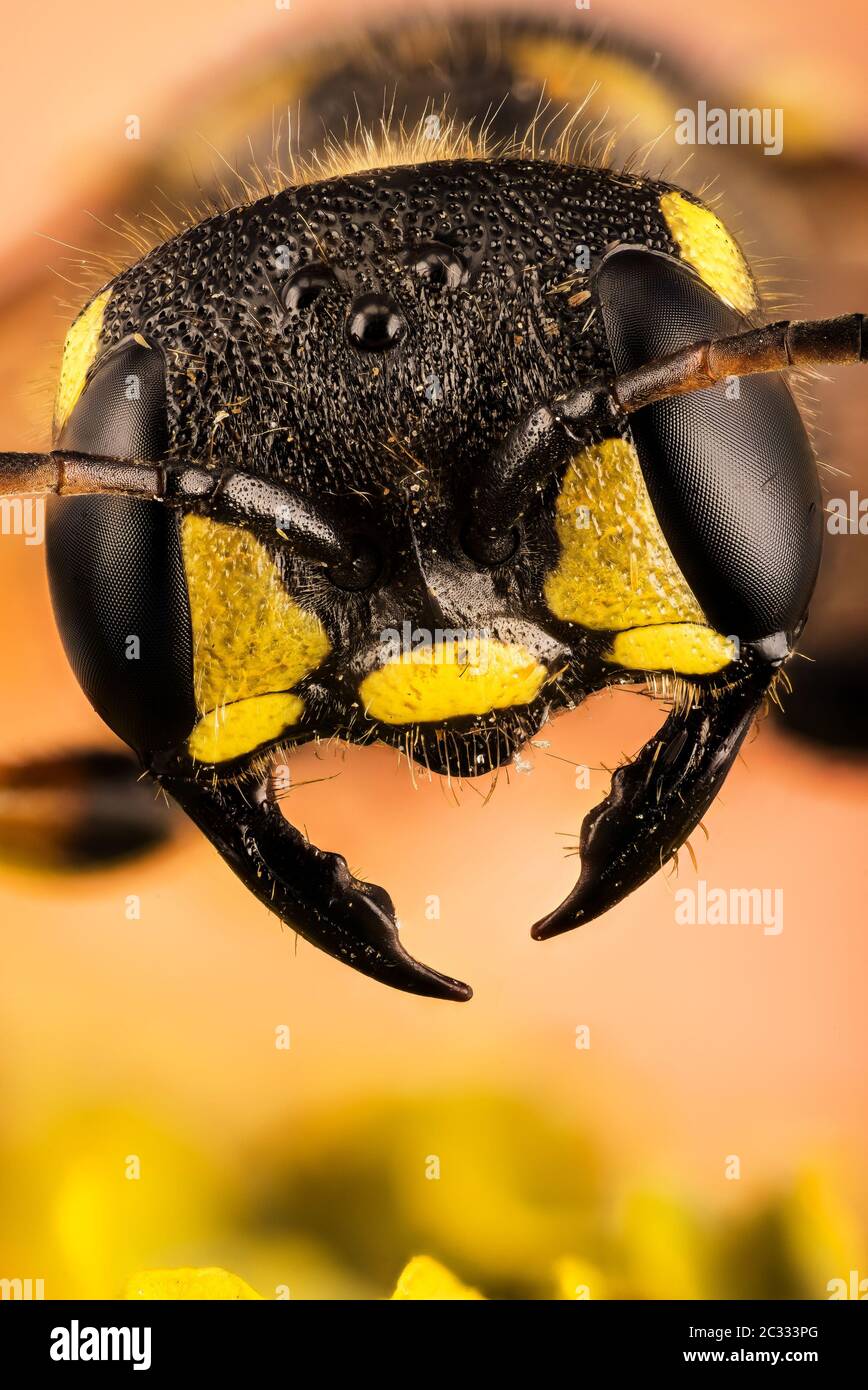 Macro Focus Stacking ritratto di Digier Wasp con coda di sabbia. Il suo nome latino è Cerceris arenaria. Foto Stock
