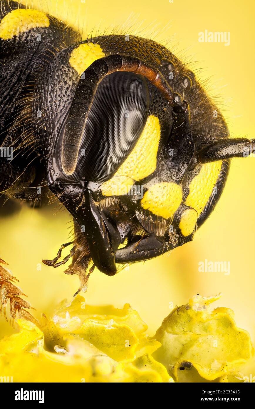Macro Focus Stacking ritratto di Digier Wasp con coda di sabbia. Il suo nome latino è Cerceris arenaria. Foto Stock