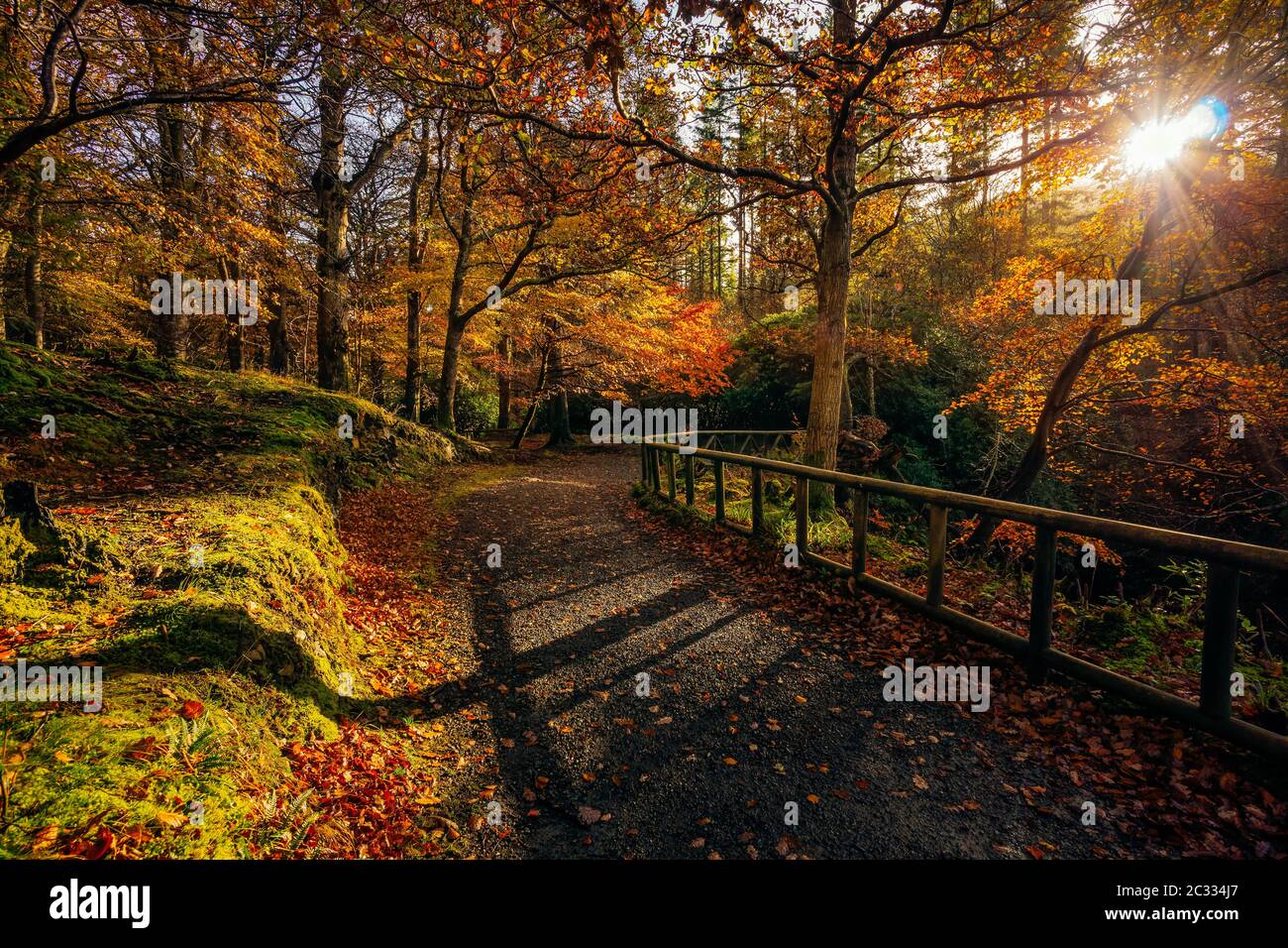 Stella del sole che splende attraverso rami in alberi d'autunno dai colori dorati nel parco forestale di Tollymore Foto Stock
