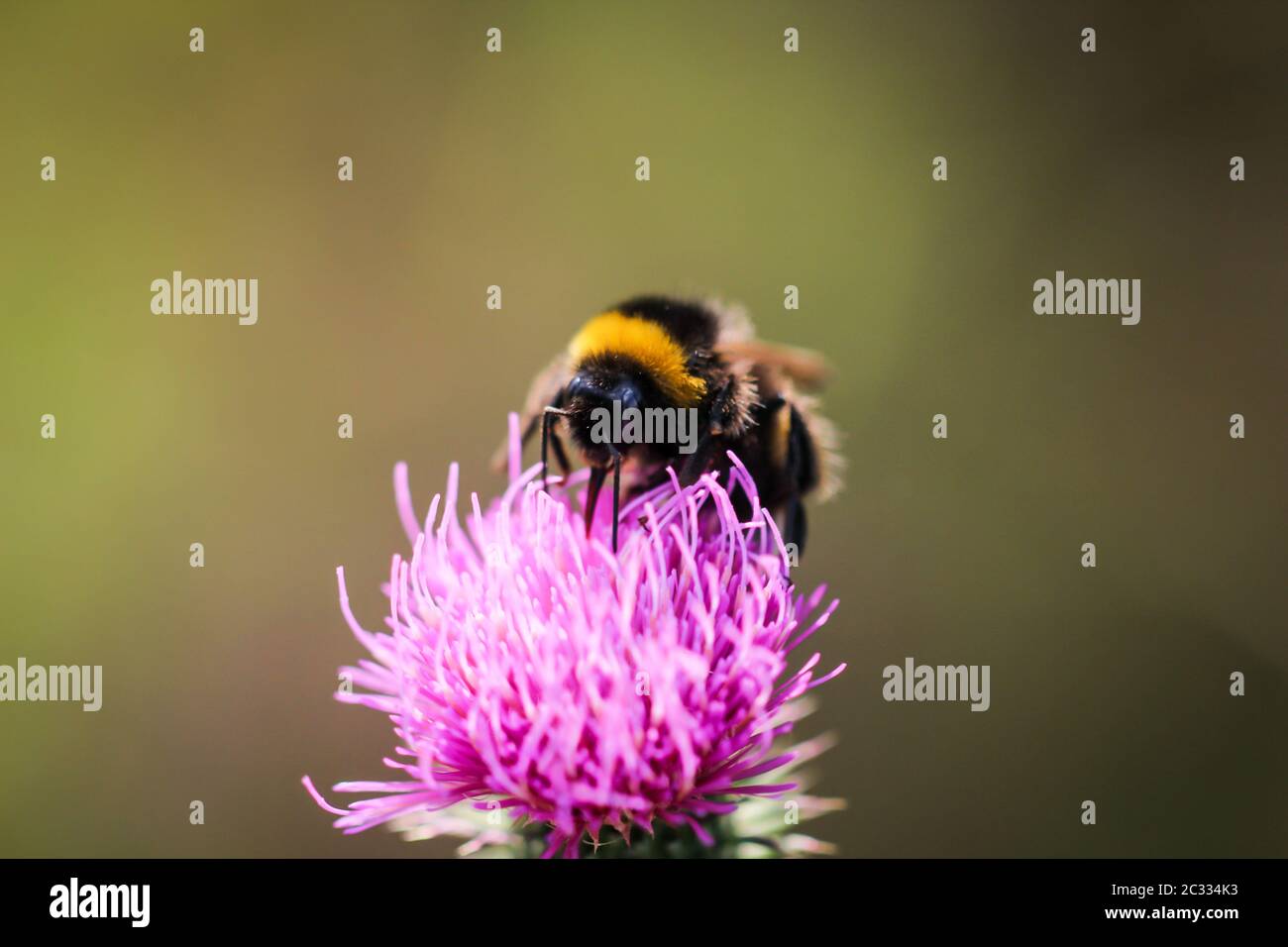 un bumblebee cerca il cibo su un thistle del latte Foto Stock