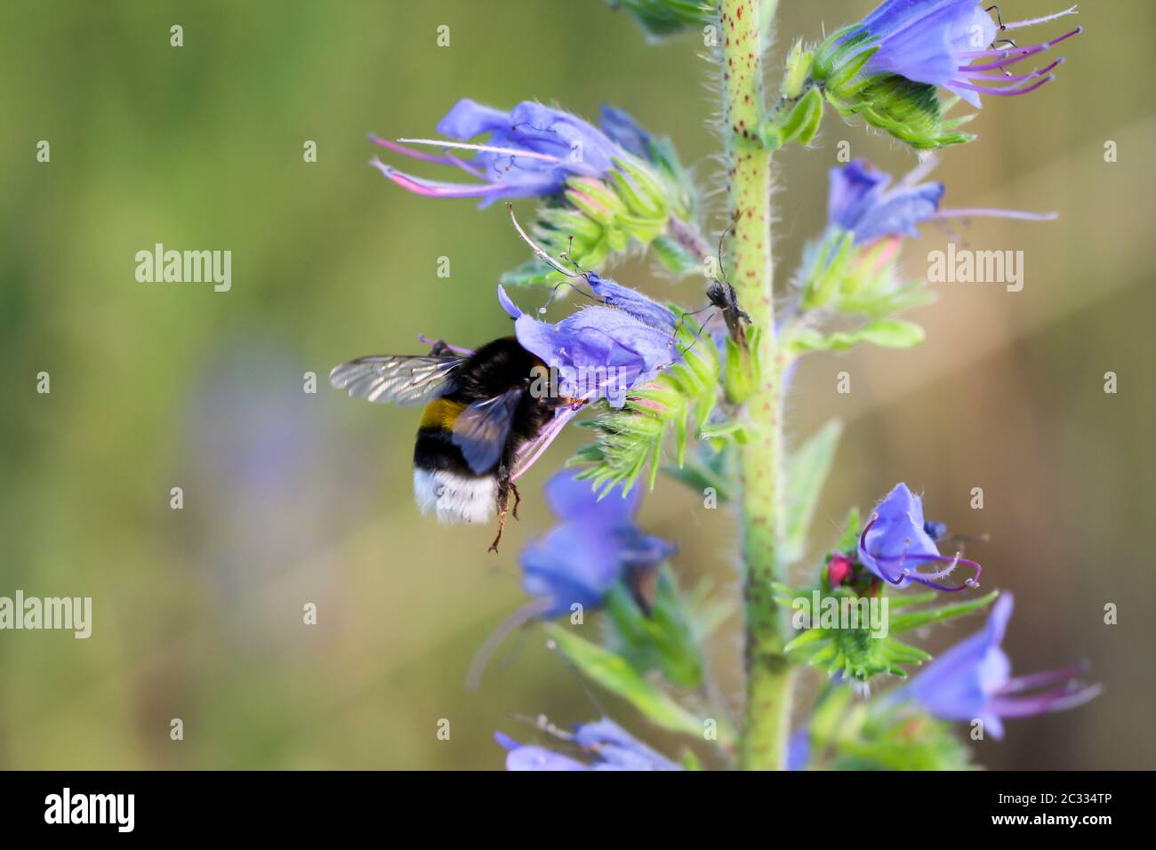 un bumblebee cerca cibo su un fiore Foto Stock