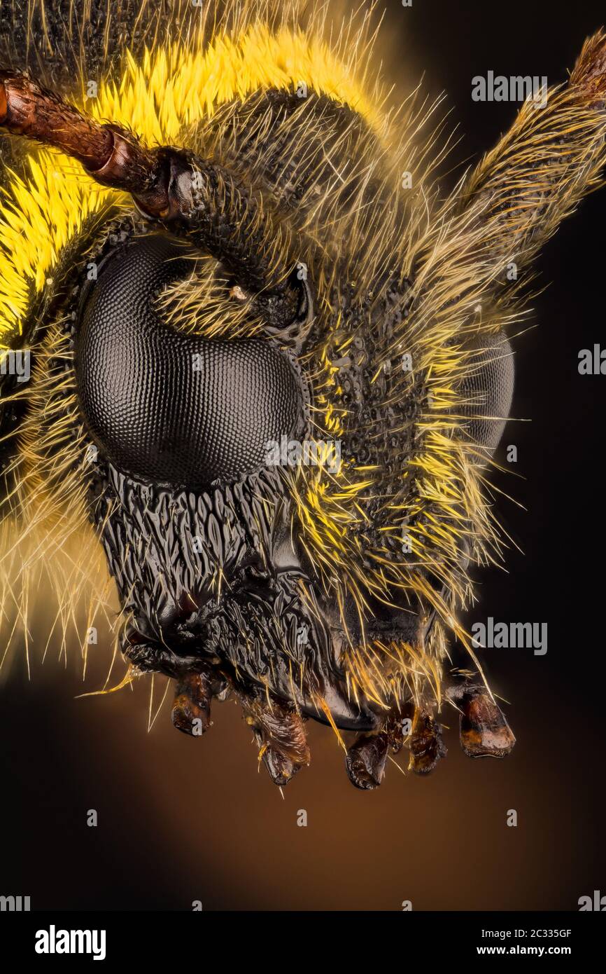 Macro Focus Stacking ritratto di Wasp Beetle. Il suo nome latino è Clytus arietis. Foto Stock