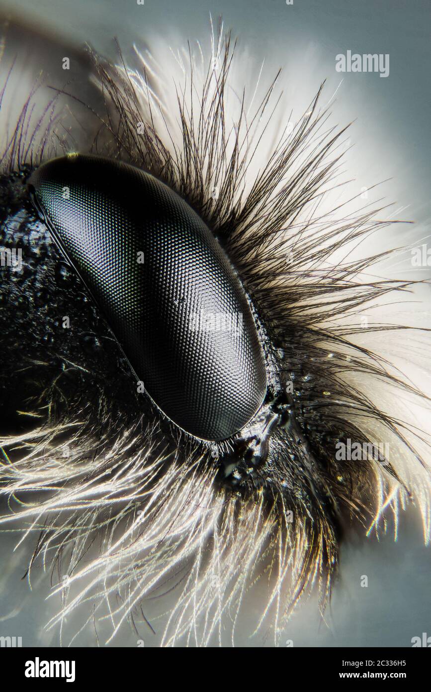 Macro Focus Stacking ritratto di Gray Mining Bee. Il suo nome latino è Andrena cineraria. Foto Stock