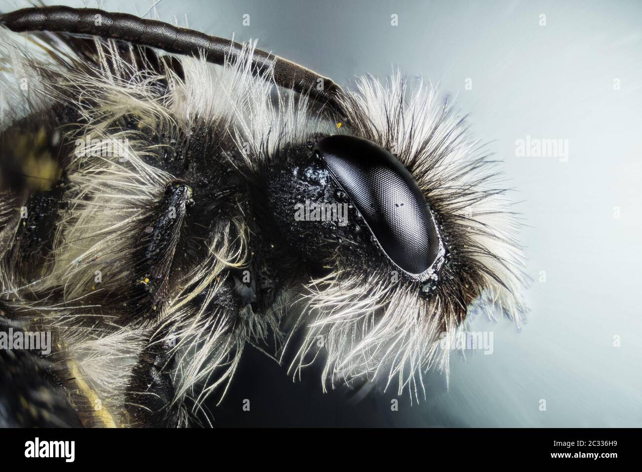 Macro Focus Stacking ritratto di Gray Mining Bee. Il suo nome latino è Andrena cineraria. Foto Stock