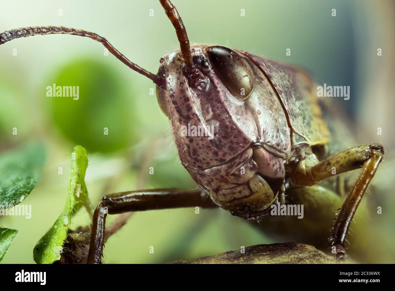 Macro Focus Stacking shot di Common Field Grasshopper. Il suo nome latino è Chorthippus brunneus Foto Stock