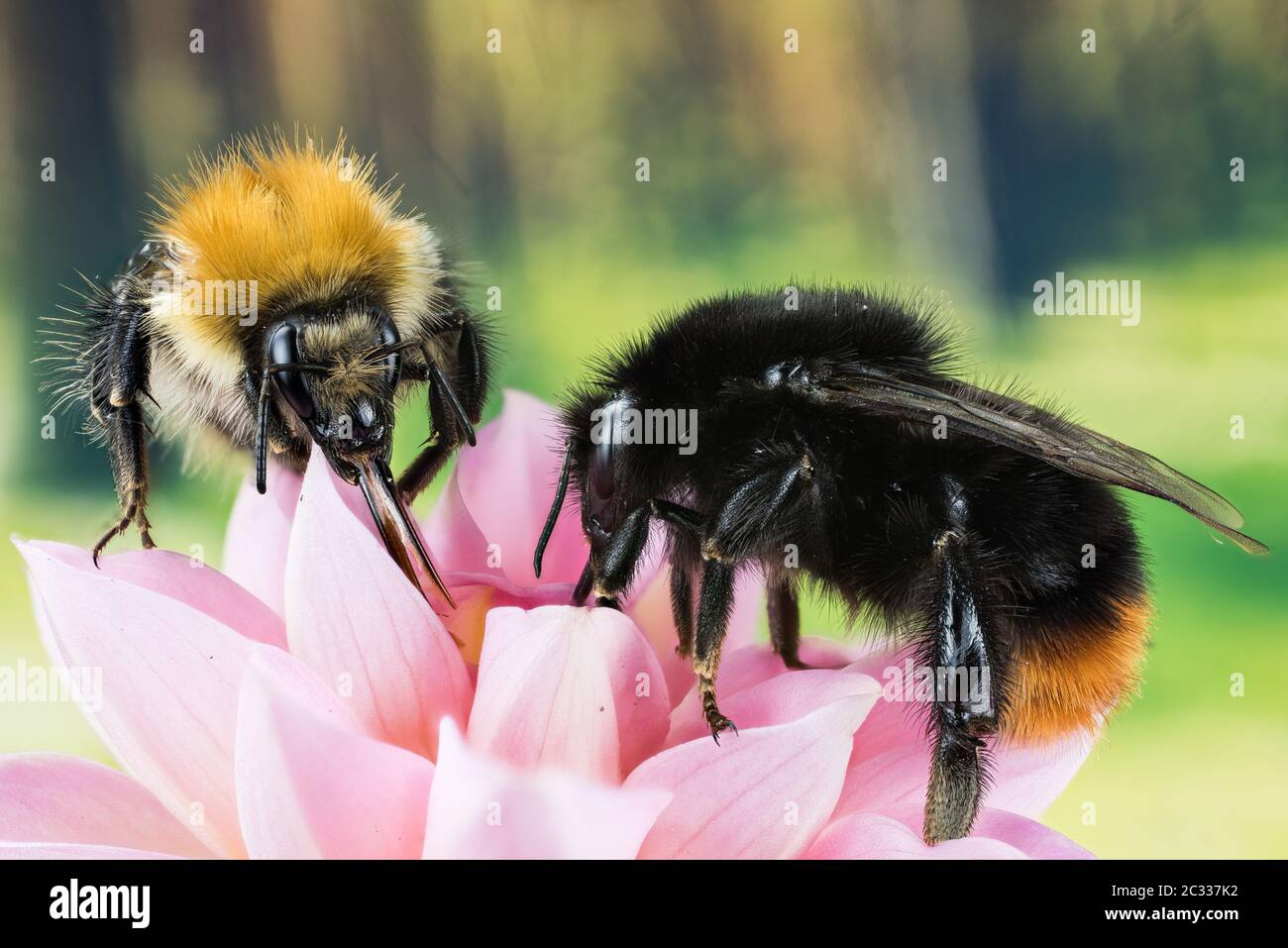 Macro Focus Stacking shot di Bumblebee dalla coda rossa che beve nettare su un fiore. Il suo nome latino è Bombus lapidaarius. Foto Stock
