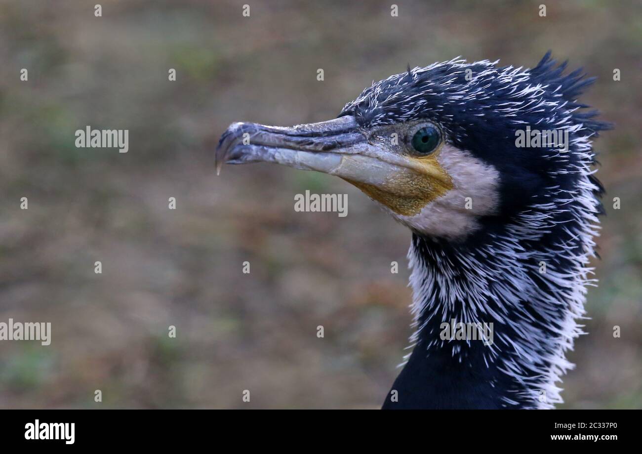 Cormorano Phalacrocorax carbo in ritratto Foto Stock