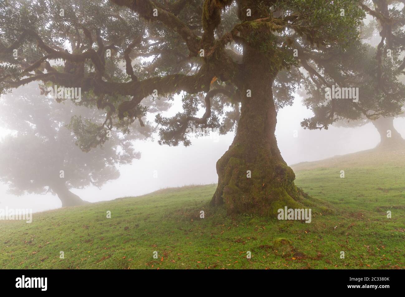 Alloro albero nella foresta nuvolosa, Fanal, di Madera Foto Stock