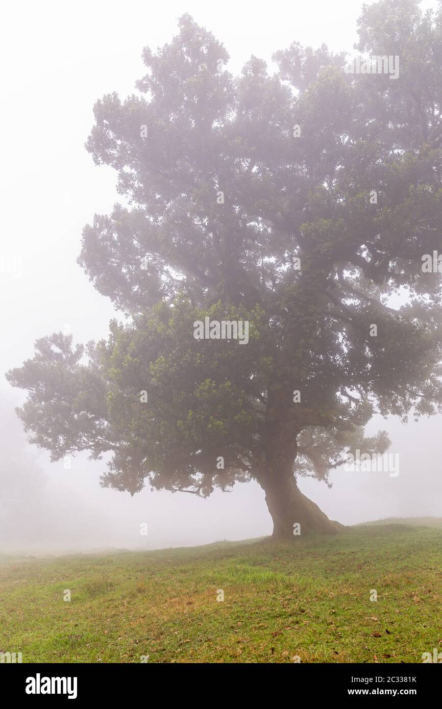 Alloro albero nella foresta nuvolosa, Fanal, di Madera Foto Stock