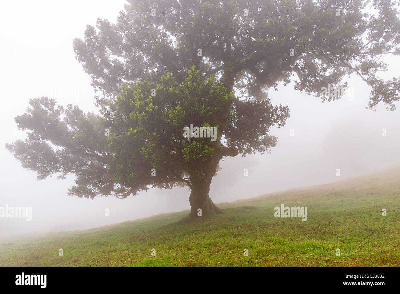 Alloro albero nella foresta nuvolosa, Fanal, di Madera Foto Stock