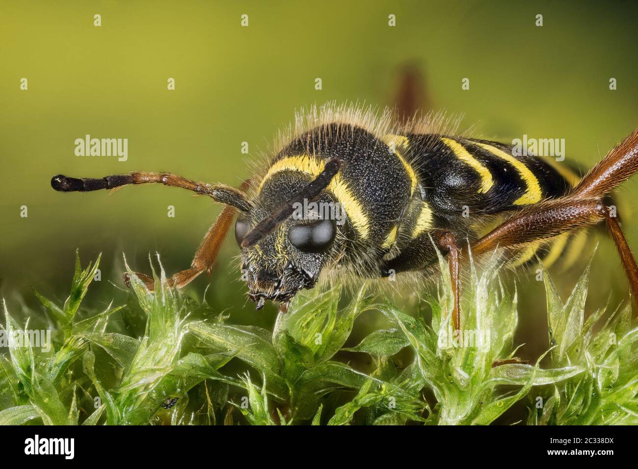 Macro Focus Stacking shot di Wasp Beetle. Il suo nome latino è Clytus arietis. Foto Stock