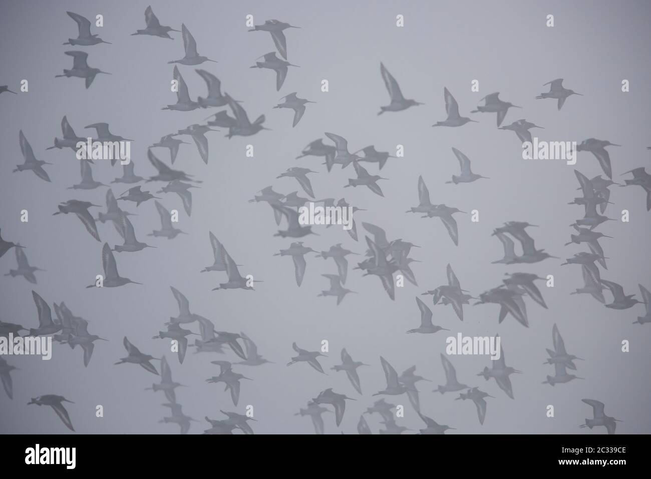 Godwit dalla coda nera in volo nel cielo. Il loro nome latino è Limosa limosa. Foto Stock