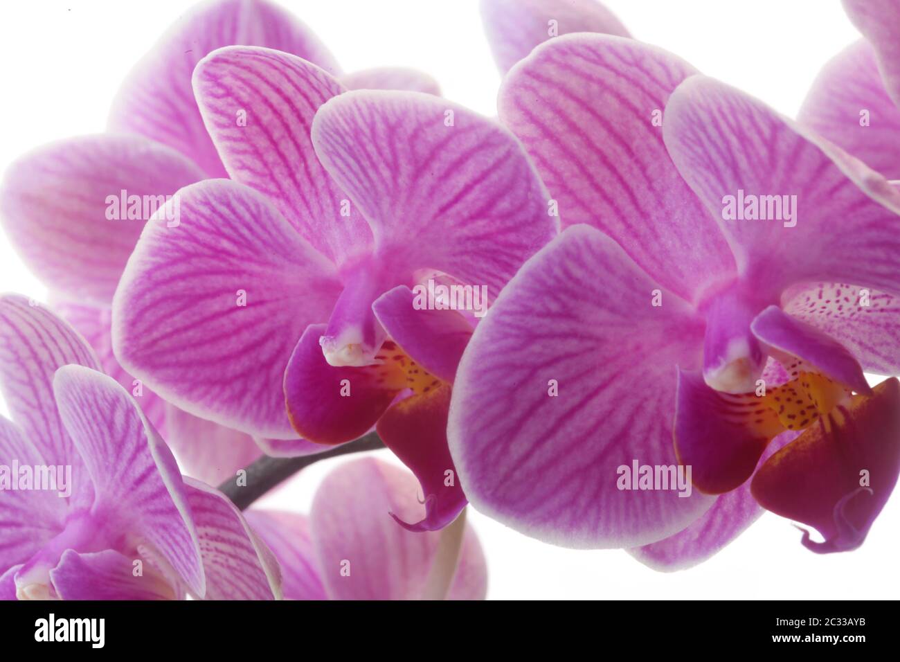 Orchidee rosa Foto Stock