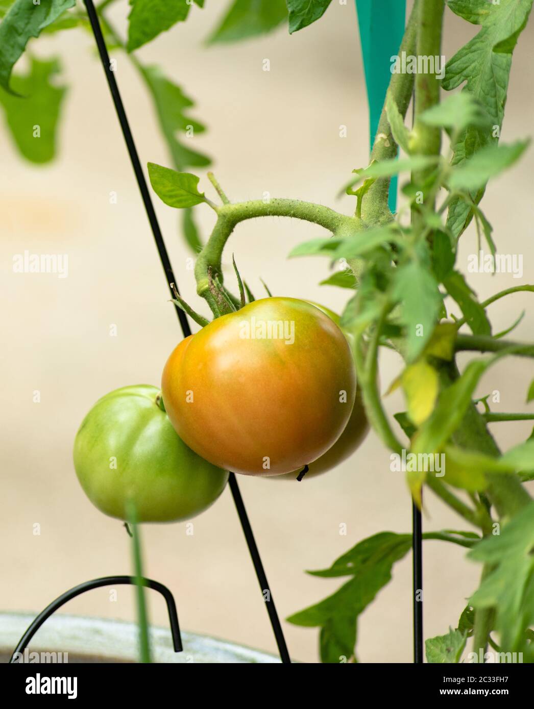 Fasi diverse di maturazione dei pomodori che crescono in un contenitore. I marigolds sono un compagno benefico alle piante di pomodoro, poiché scoraggiano il verme Foto Stock