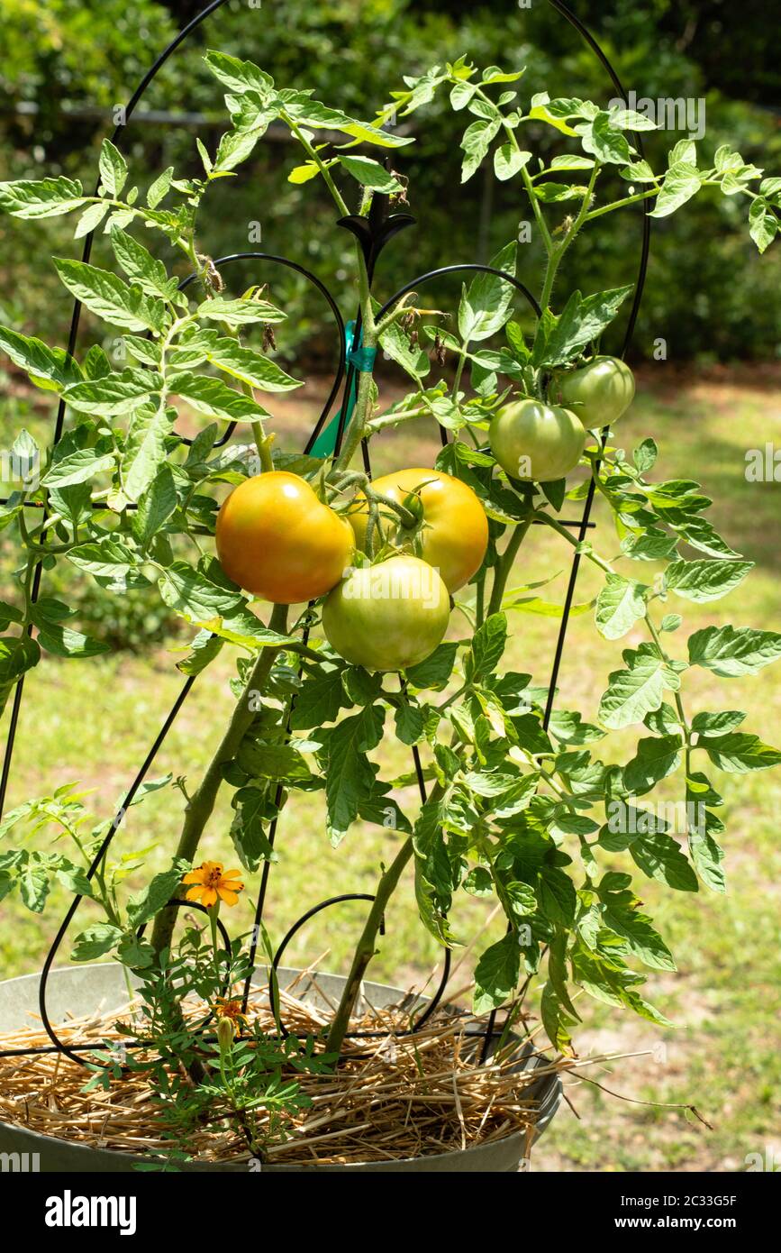 Fasi diverse di maturazione dei pomodori che crescono in un contenitore. I marigolds sono un compagno benefico alle piante di pomodoro, poiché scoraggiano il verme Foto Stock