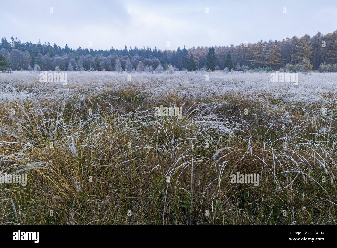 Paesaggio autunnale in brina con larici ai margini di una palude Foto Stock