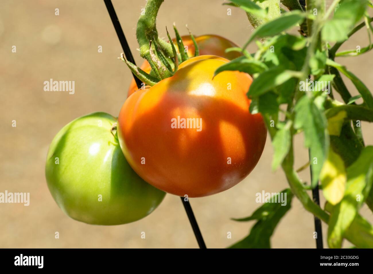 Fasi diverse di maturazione dei pomodori che crescono in un contenitore. I marigolds sono un compagno benefico alle piante di pomodoro, poiché scoraggiano il verme Foto Stock