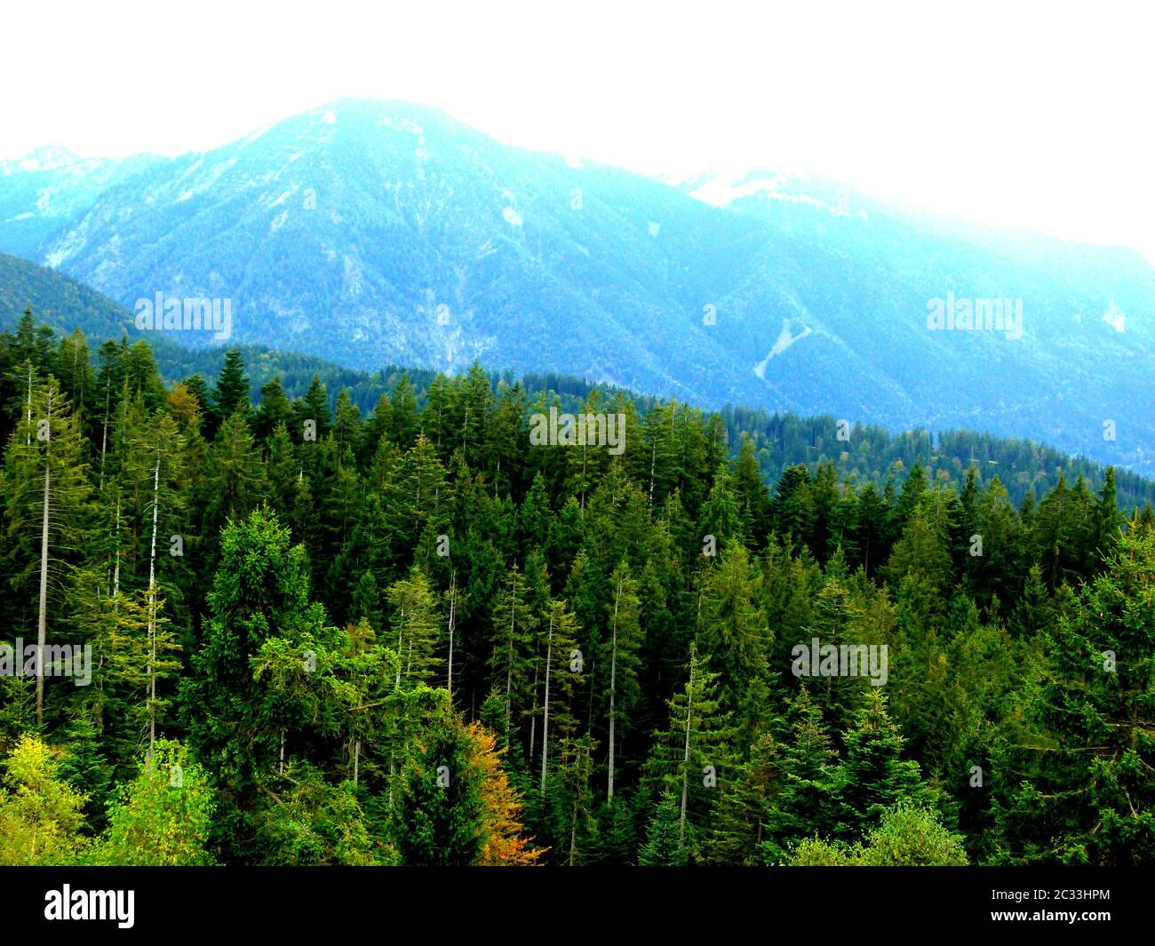 foreste di conifere in autunno con montagne in foschia bluastra sullo sfondo 1 Foto Stock