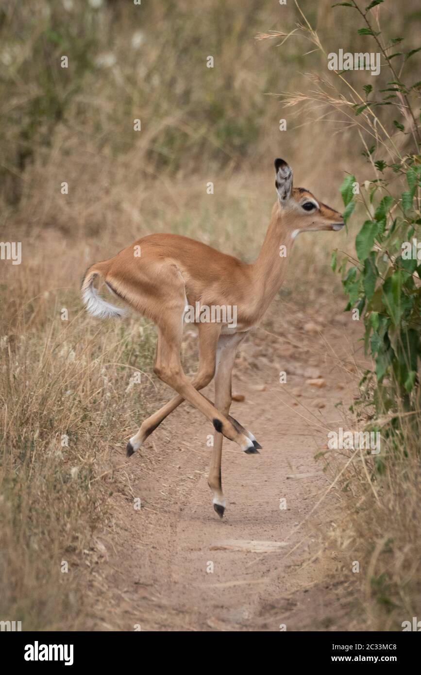 Impala calf incrocia via con mixed-up gambe Foto Stock