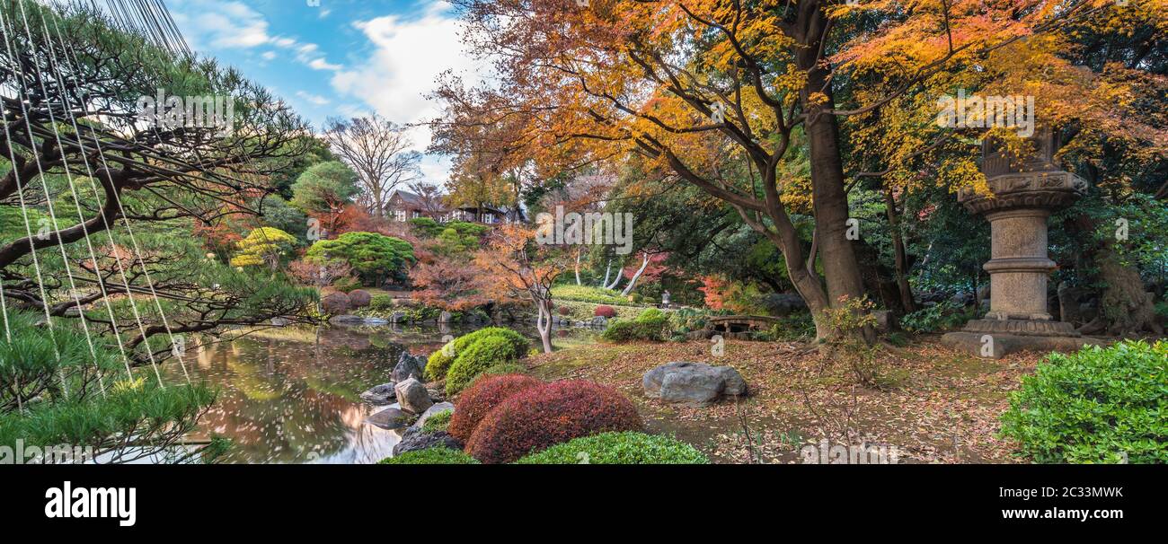 Alberi di pino del giardino giapponese protetti da un ombrello invernale  con Un Momiji di acero rosso e giallo Foto stock - Alamy