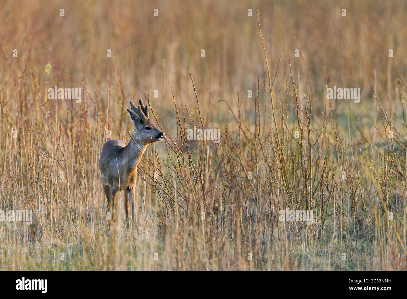 Roebuck in inverno con corna ricoperte di velluto - (European Roe Deer - Western Roe Deer) / Capreolus c Foto Stock