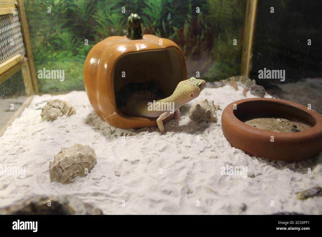 Un dolce piccola lucertola Eublepharis macularius, Leopard Gecko Foto Stock